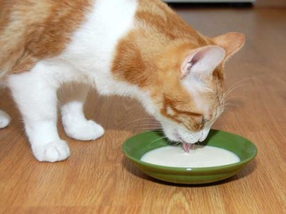 ¿Un gato puede beber leche?