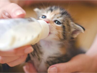 Imágenes y vídeos de gatos tomando leche